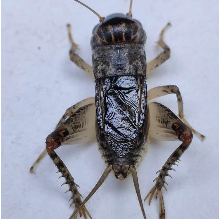 精品冬版白虫斗蟋蛐蛐蟋蟀爬虫缸白重口硬骨架黄蜂2号店