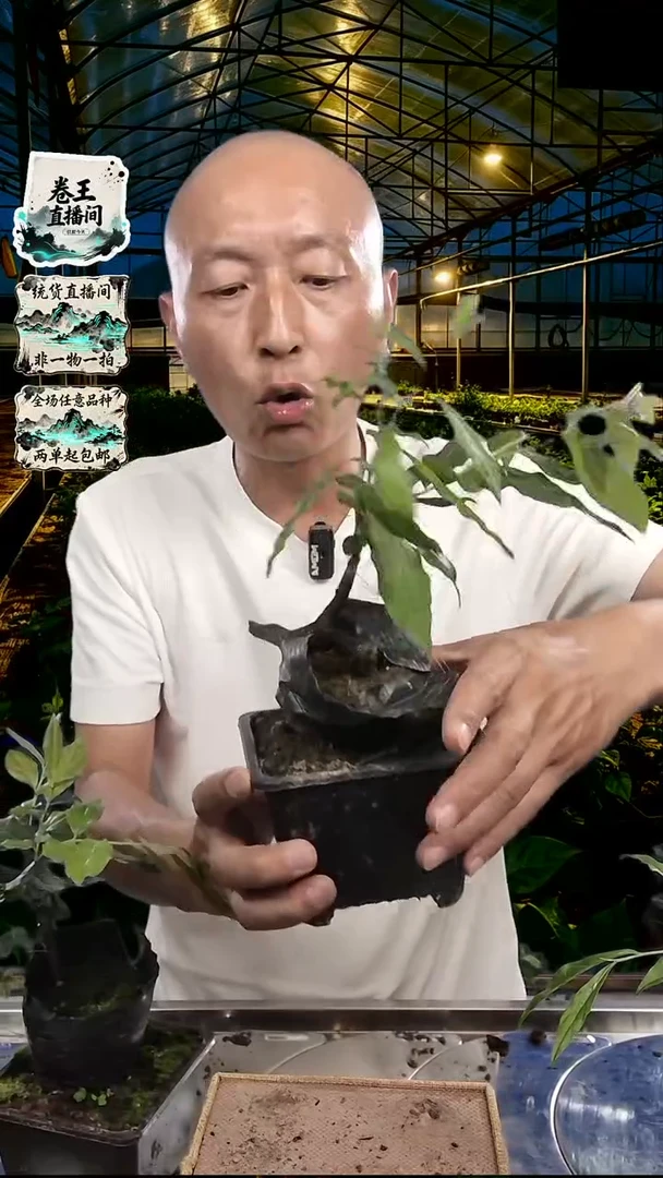 金弹子嫁接品种苗22血钻