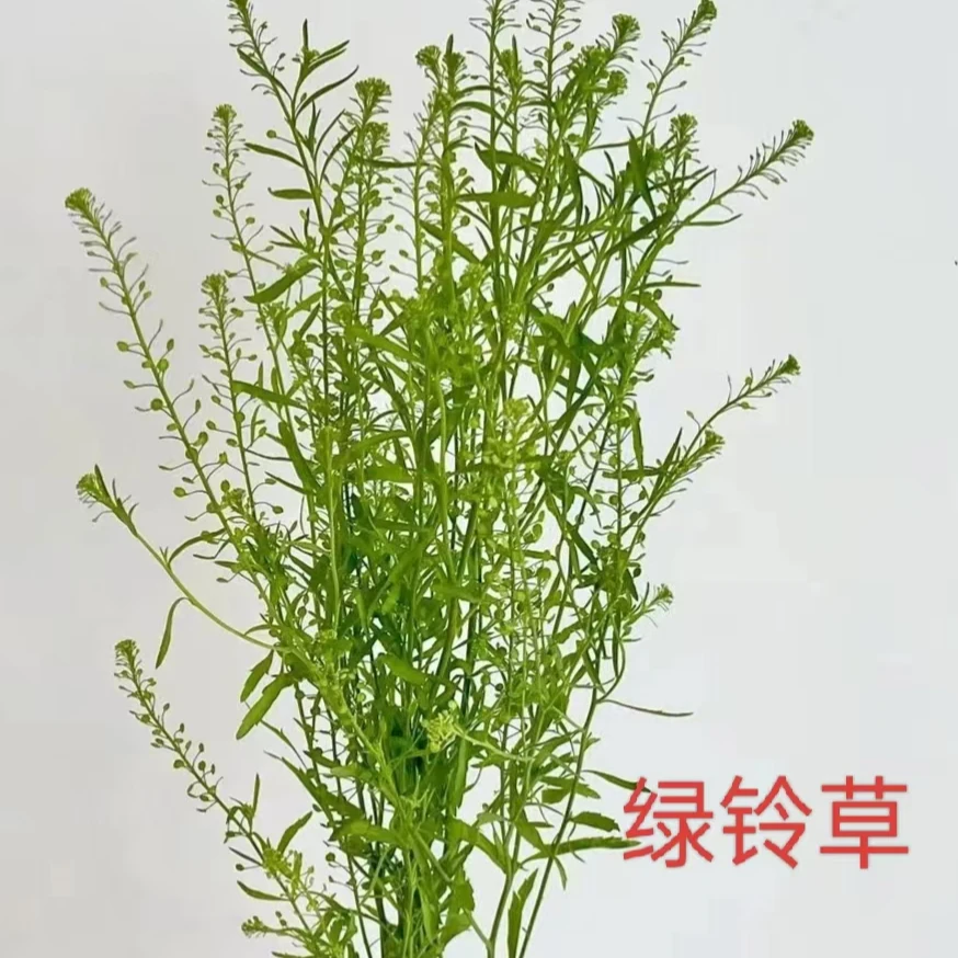 黄英鲜切花配草套餐