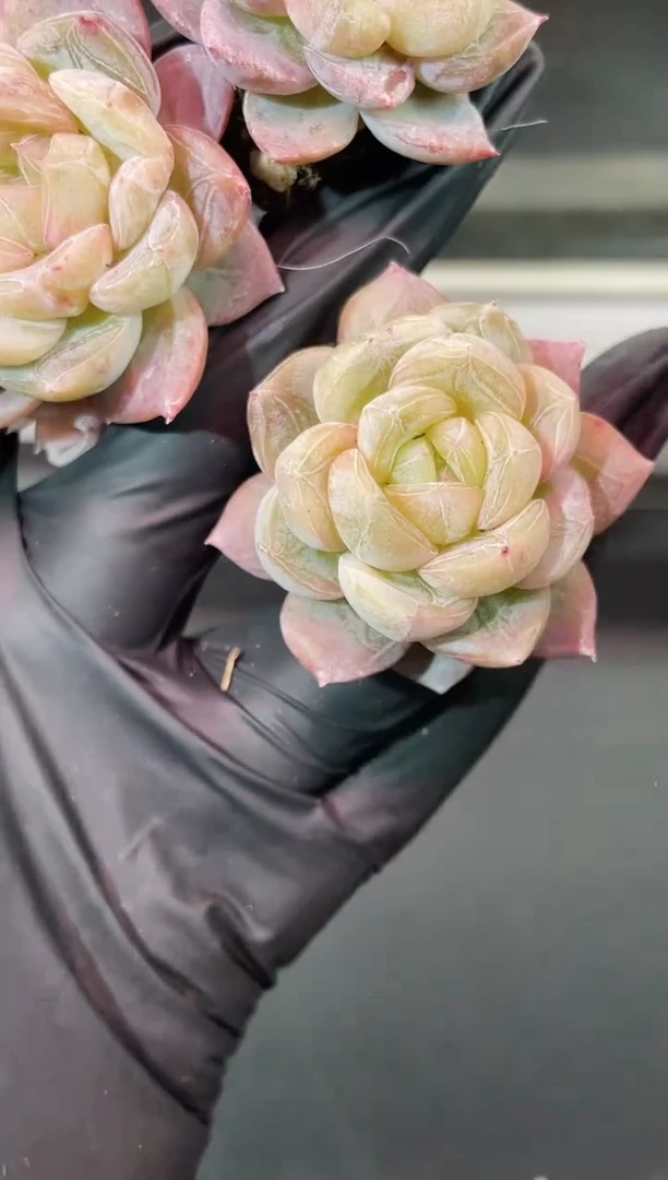 闪购1704  美人席多肉一颗   3.8-4厘米