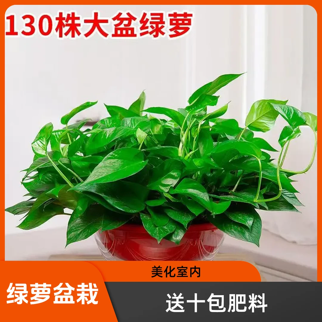 360绿萝盆栽室内垂吊植物水培吸除甲醛净化空气长藤绿箩吊兰花卉