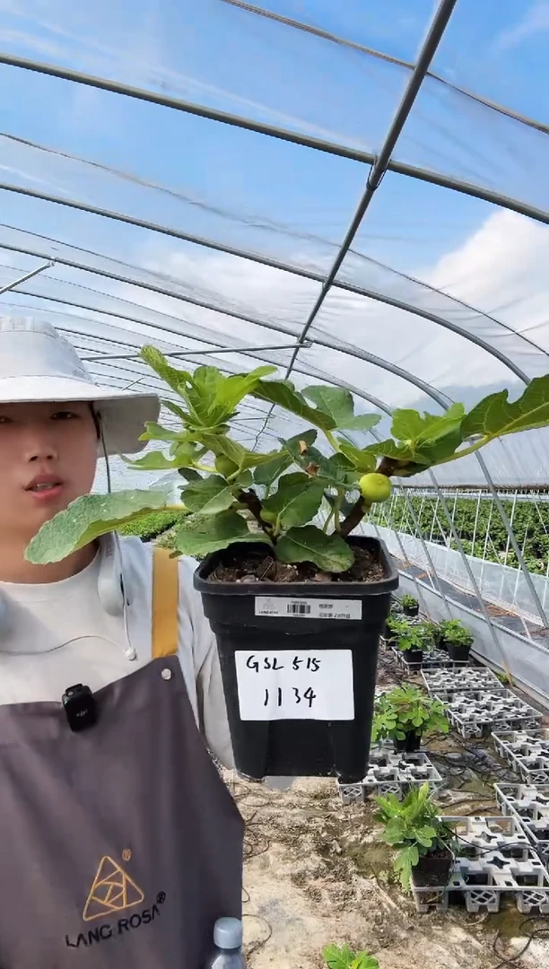 G****k格莱斯 一物一拍 GSL515