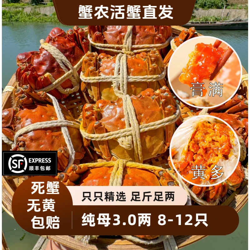 【活蟹现发 全母3.1-2.8两】10只全母大闸蟹礼包盒8-12只产地直发