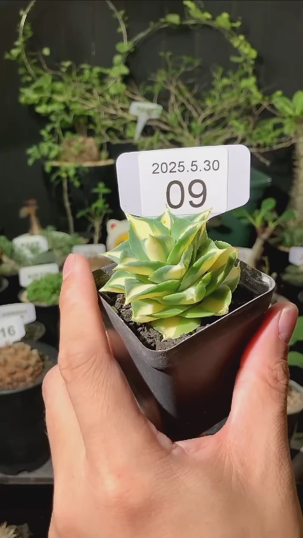 09号5.30.福利龙舌兰王妃雷神