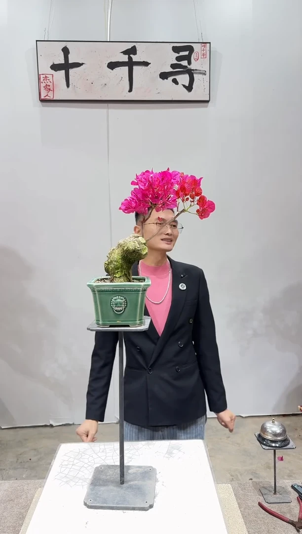 完全开放四季红三角梅