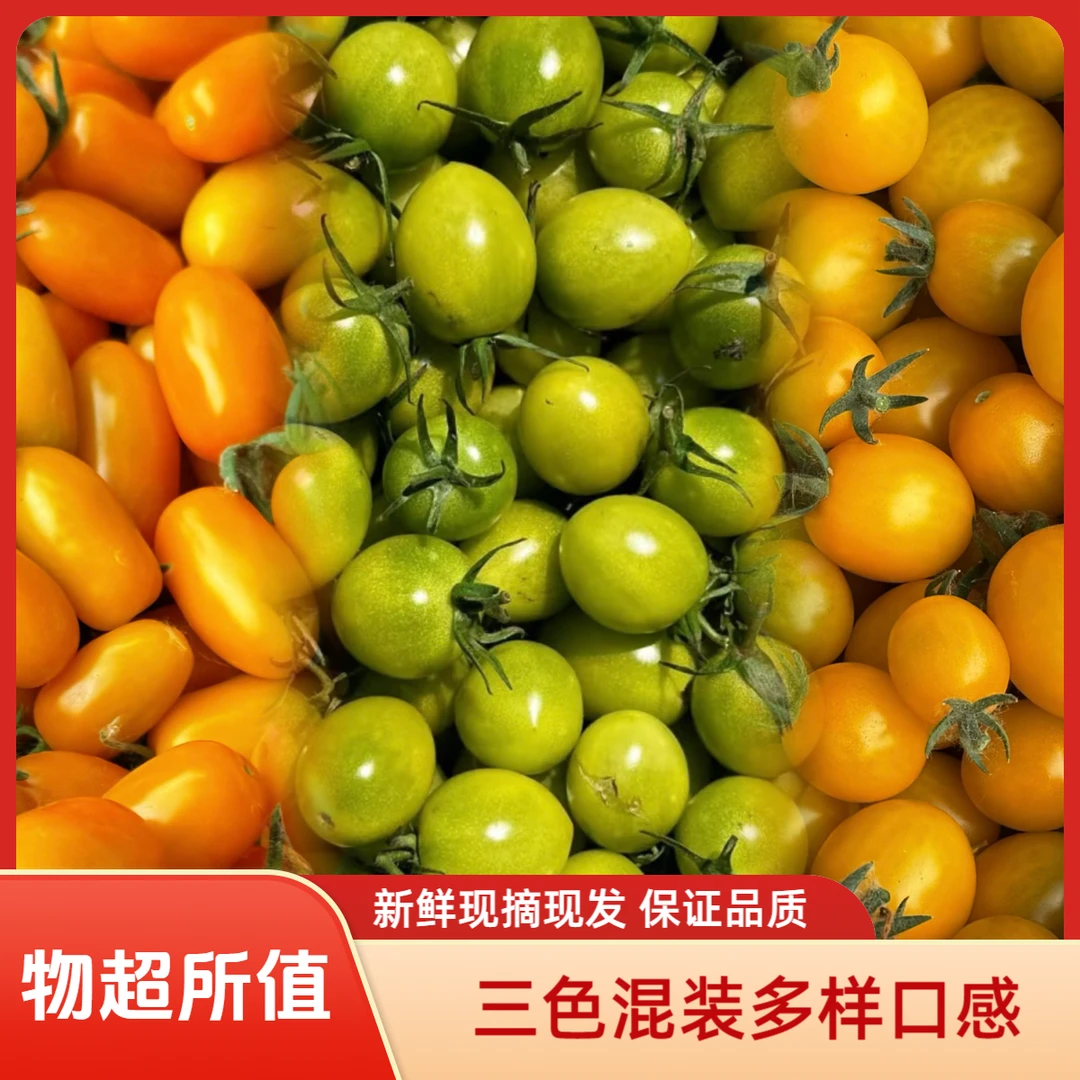 【三色混装】杨小番严选三色小番茄金皇后黄花生青口蜜脆甜爽口顺丰番茄同城配内蒙古自治区