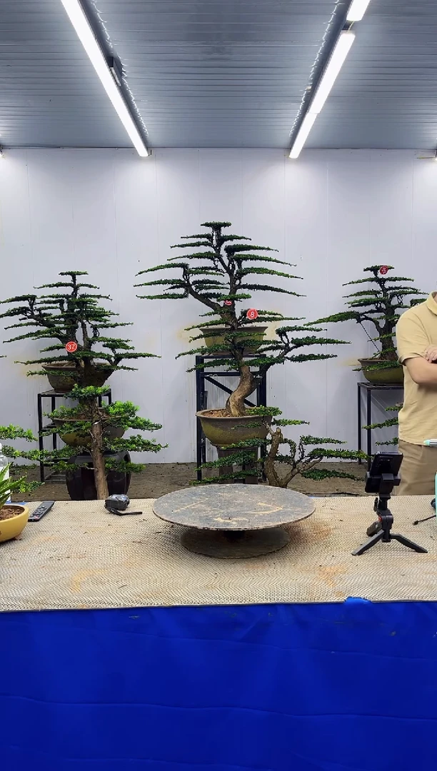 无花朵一物一拍，所见即所得