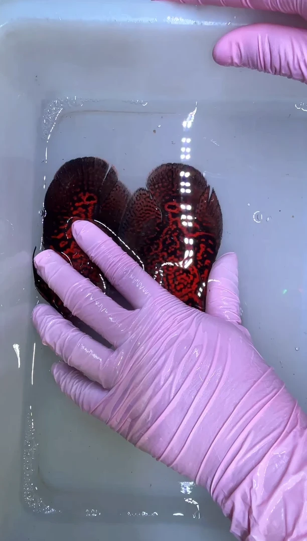 鹦鹉鱼地图2条黑