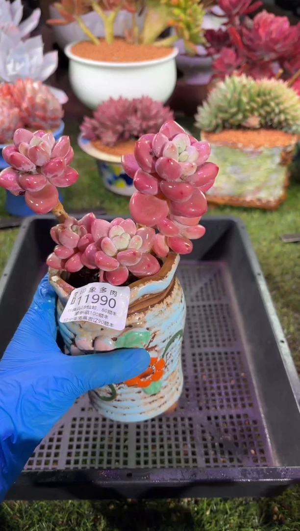 【闪购商品】11990