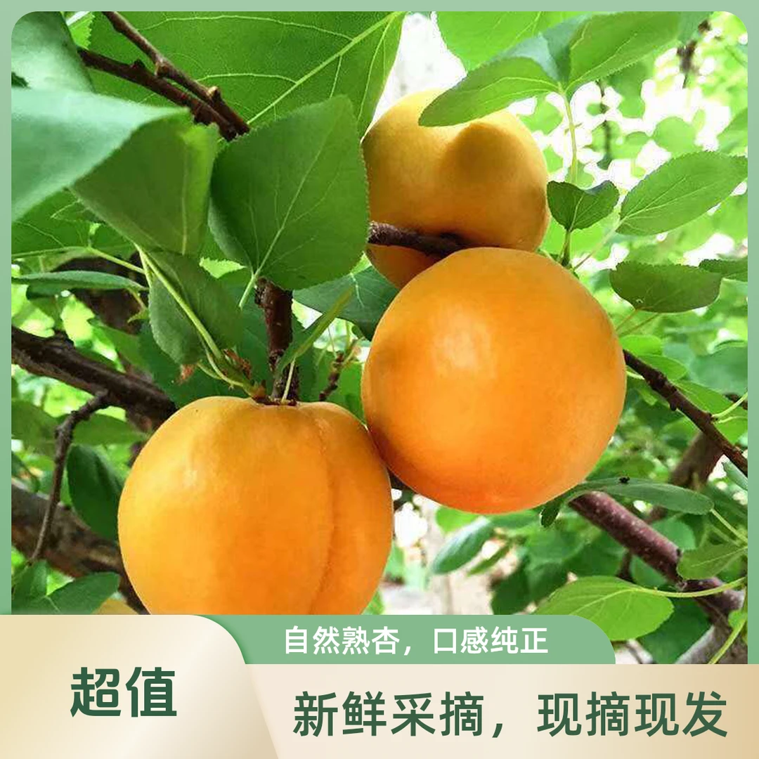 平谷老泉口山坡杏酸口净重3～5斤北京市