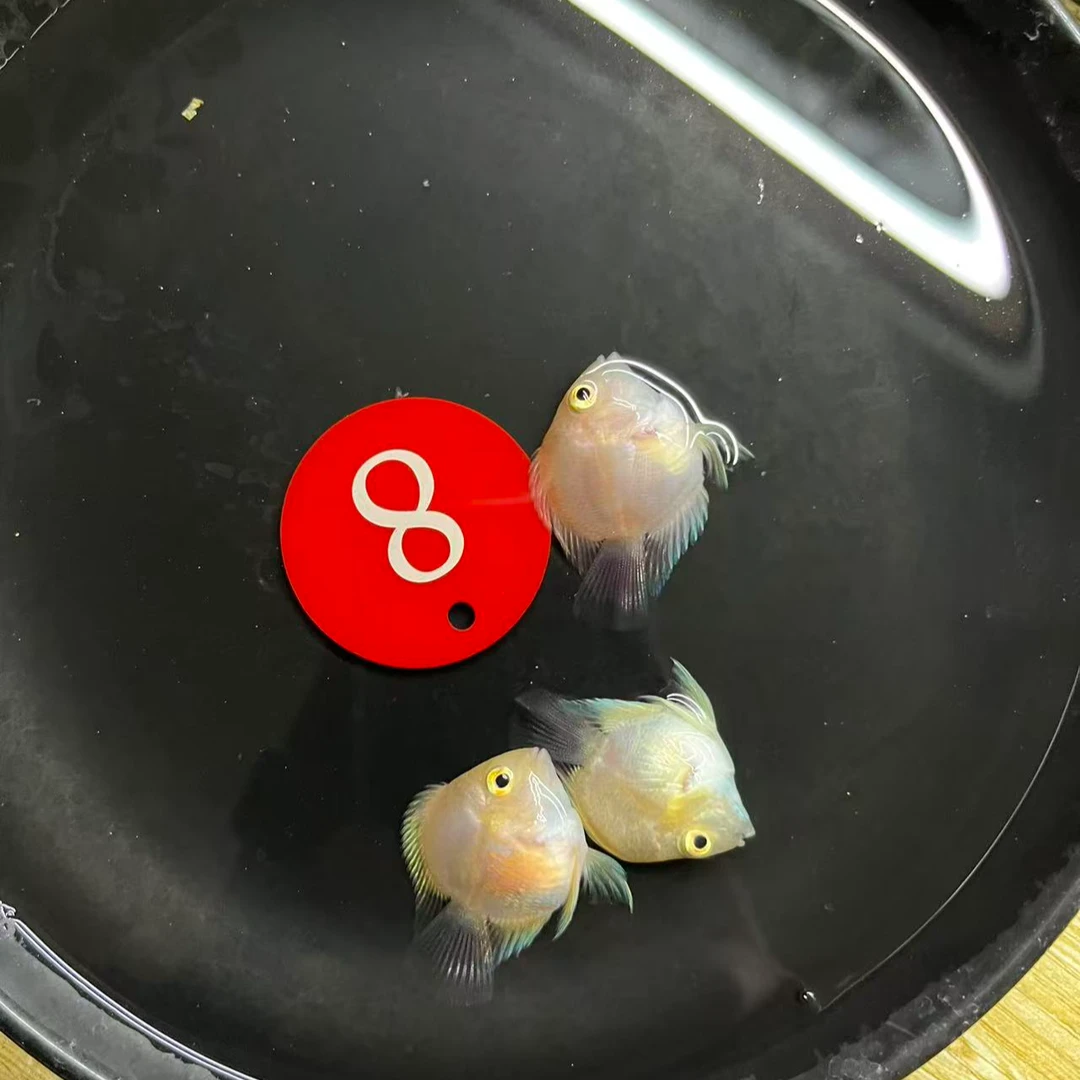 迷你鹦鹉鱼热带观赏鱼淡水鱼苗可繁殖种鱼好养活