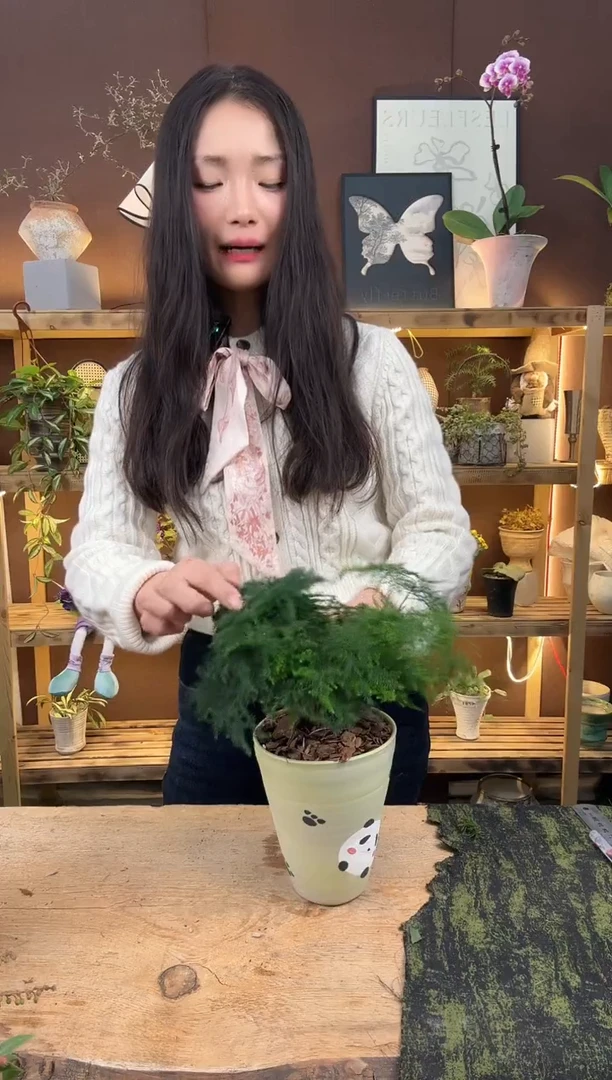 无花朵319文竹加盆一套