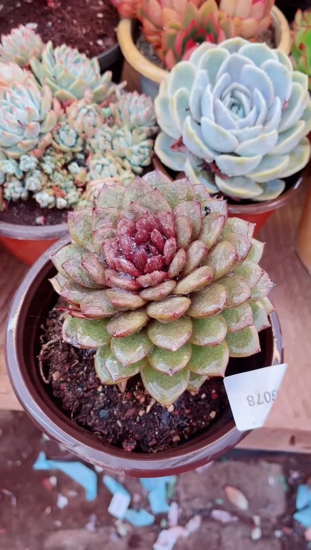 03078多肉植物一物一拍