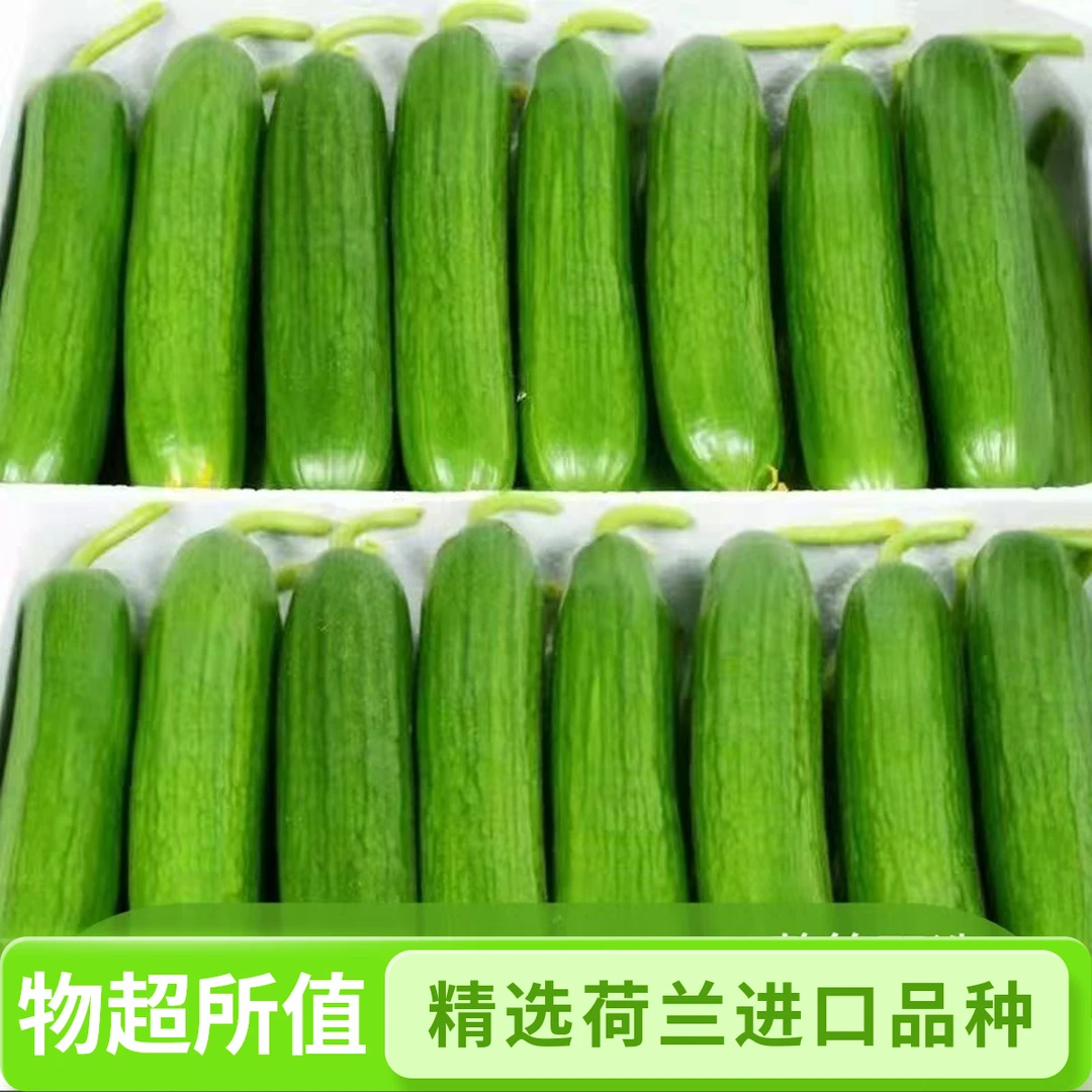 一整箱｜水果黄瓜现摘现发无刺脆嫩清甜爽口产地直供实惠整箱包邮