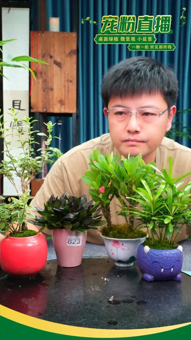 无花朵心***?苔藓微景观823号