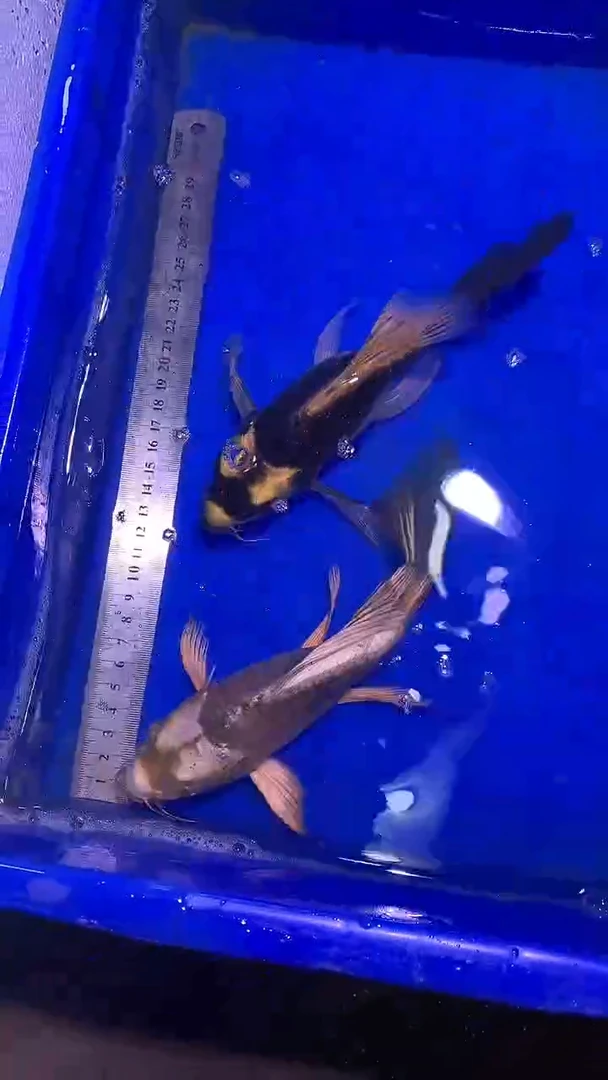 蝴蝶鲤鱼蝴蝶鲤直播选鱼专用链接 凭开箱视频售后