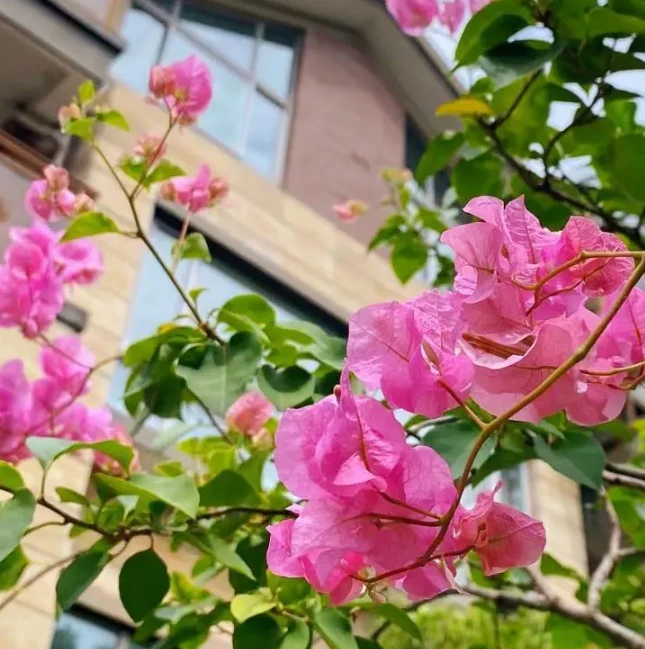 宫粉 三角梅 不带花 不带盆