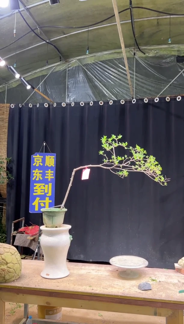 完全开放丶*鹏 海岛栀子花
