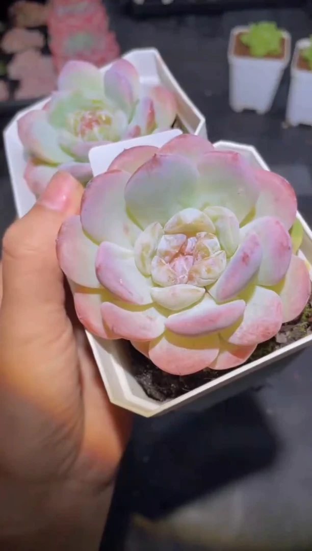 184芭比恋人量拍发一颗