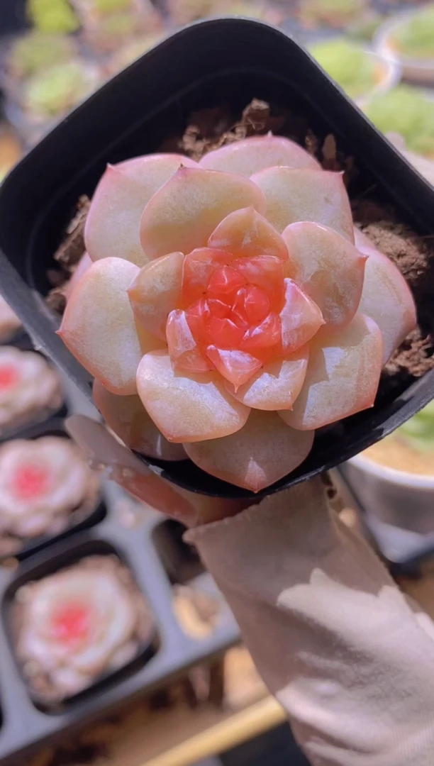 B53-弗洛伊德(量拍）