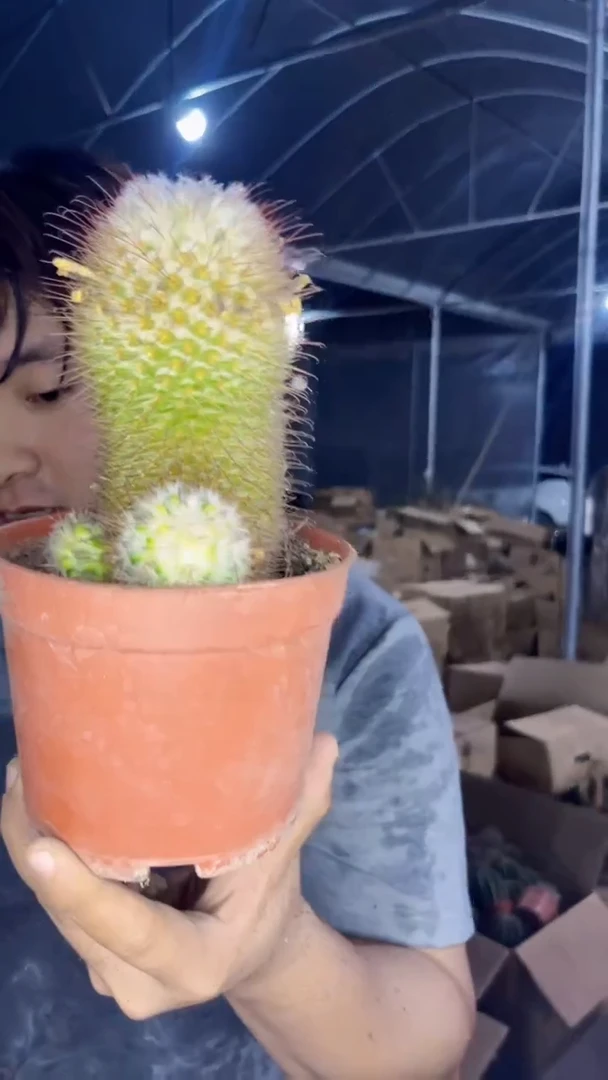 实生根 大号 丰明丸