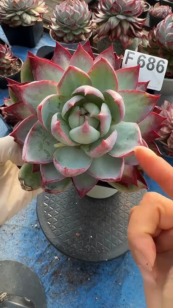 F686惊鸿（裸根发货）（微瑕）