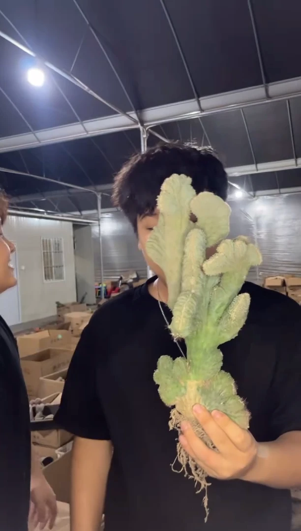 大号 五指山【带根】