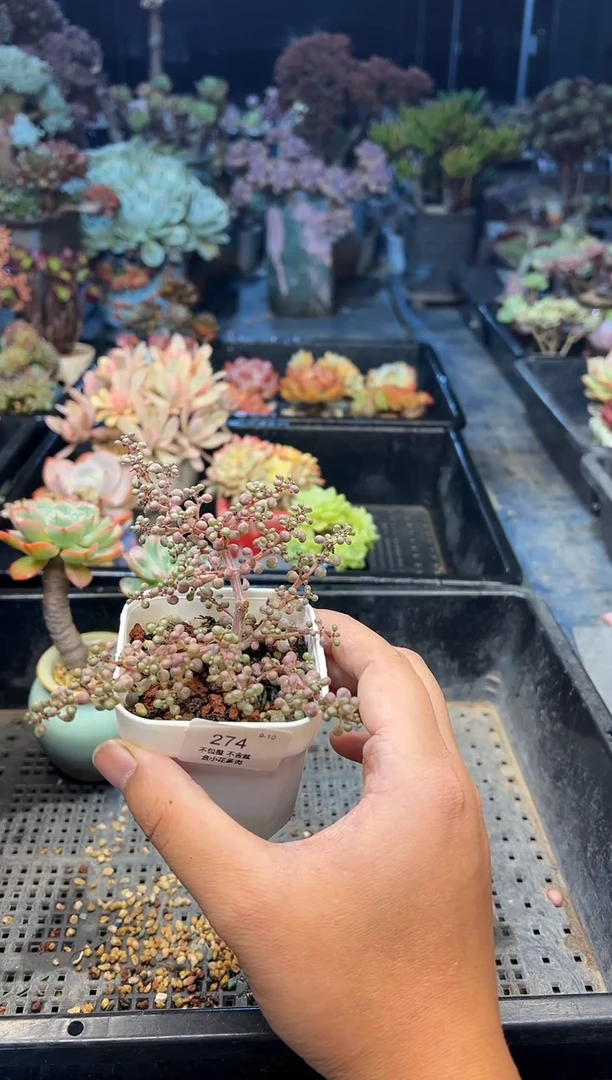 森*274              不带盆
