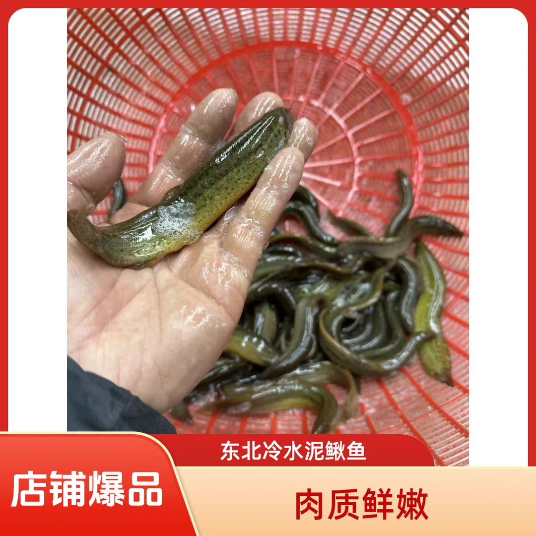 东北冷水 泥鳅鱼  ( 保鲜发不包活 顺丰包邮）