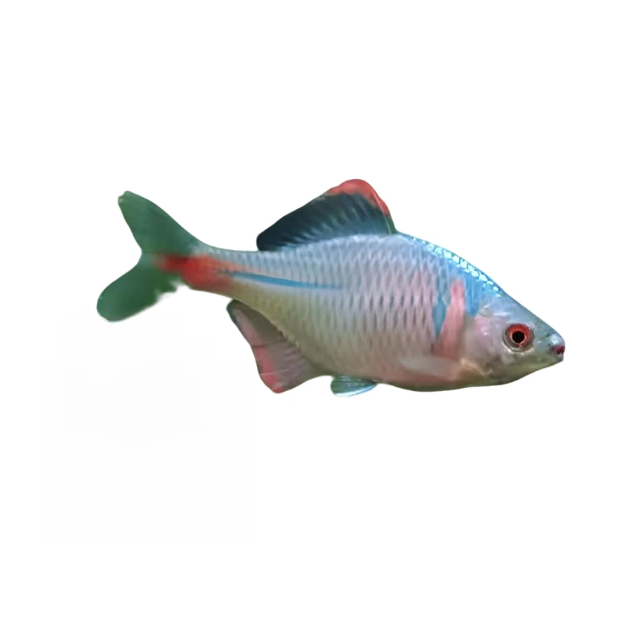 七彩鳑鲏直播间一物一拍