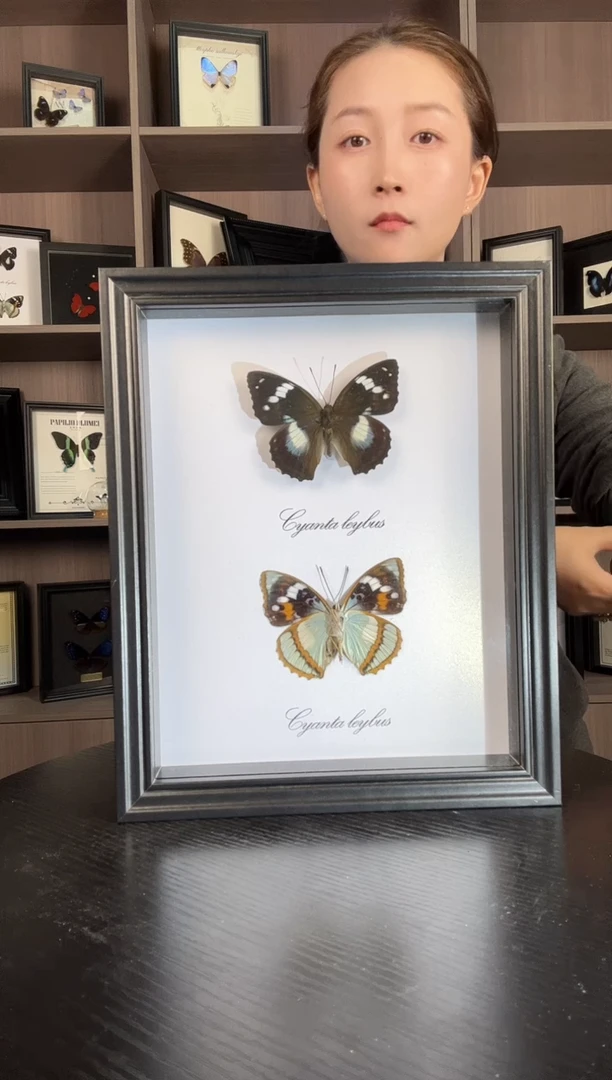 实木竖款白斑迷蛱蝶（蝴蝶装饰画10寸框）