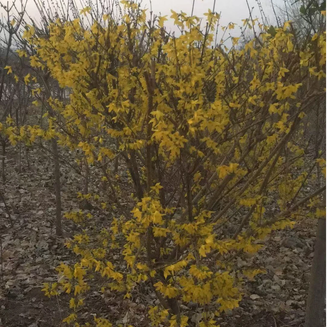 迎春花独杆树苗黄老虎庭院绿化苗木耐寒耐热开爆花卉报春花植物苗