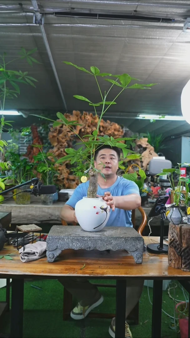 完全开放发财树130+