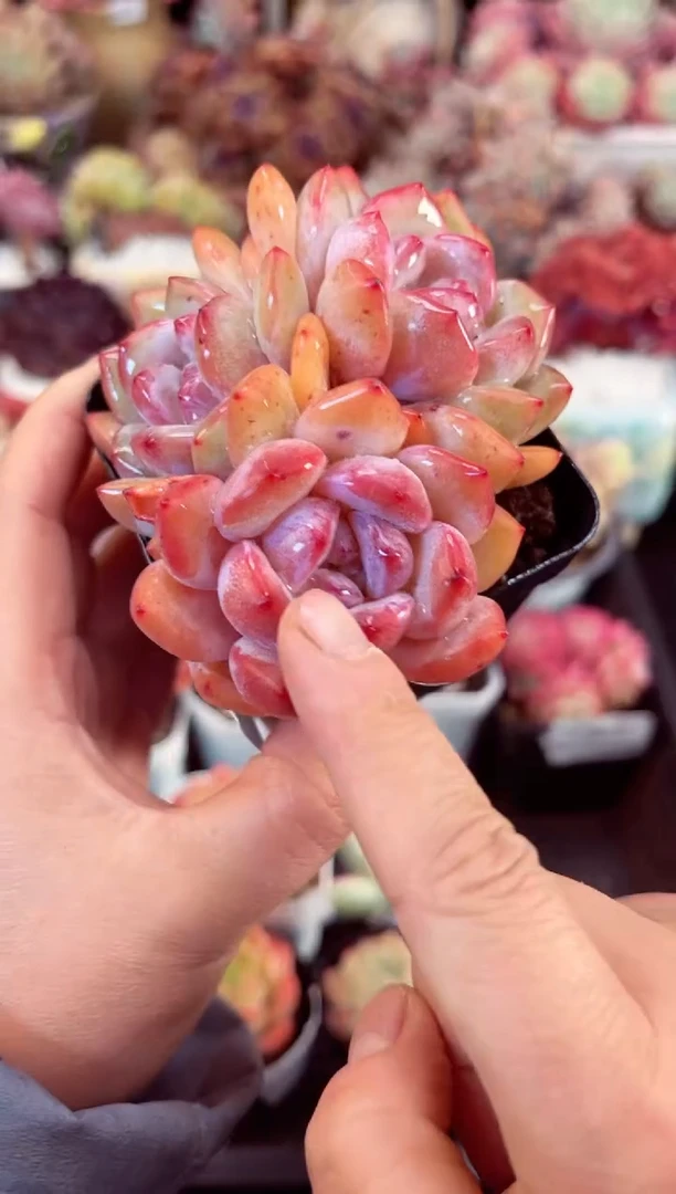 【闪购商品】7972三头梦露多肉