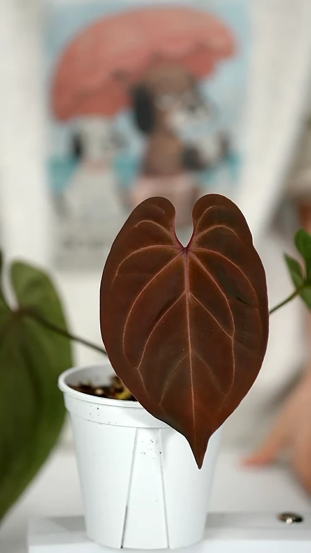 完全开放奇妙森林KOSx黑桃