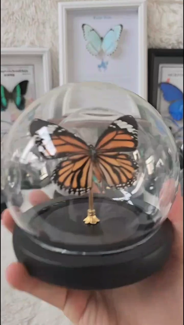 有机玻璃虎斑水晶球蝴蝶标本