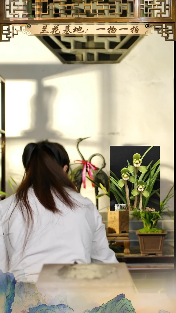 全部花苞寒兰彩霞仙子5苗3花苞