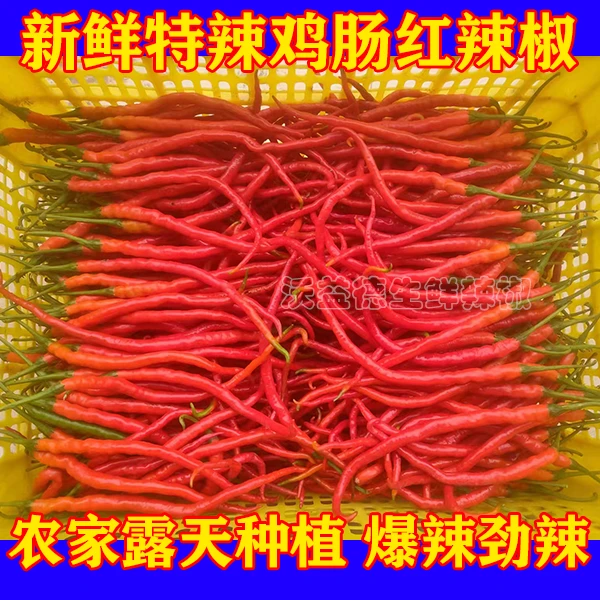 湖南新鲜香辣特辣调味品现发鸡肠子红辣椒辣椒彩椒