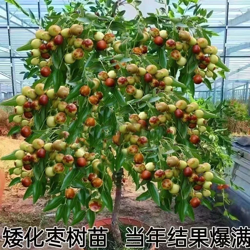 特大冰糖脆枣树苗新品种冬枣大果苗无核早熟盆栽地栽当年结果树苗