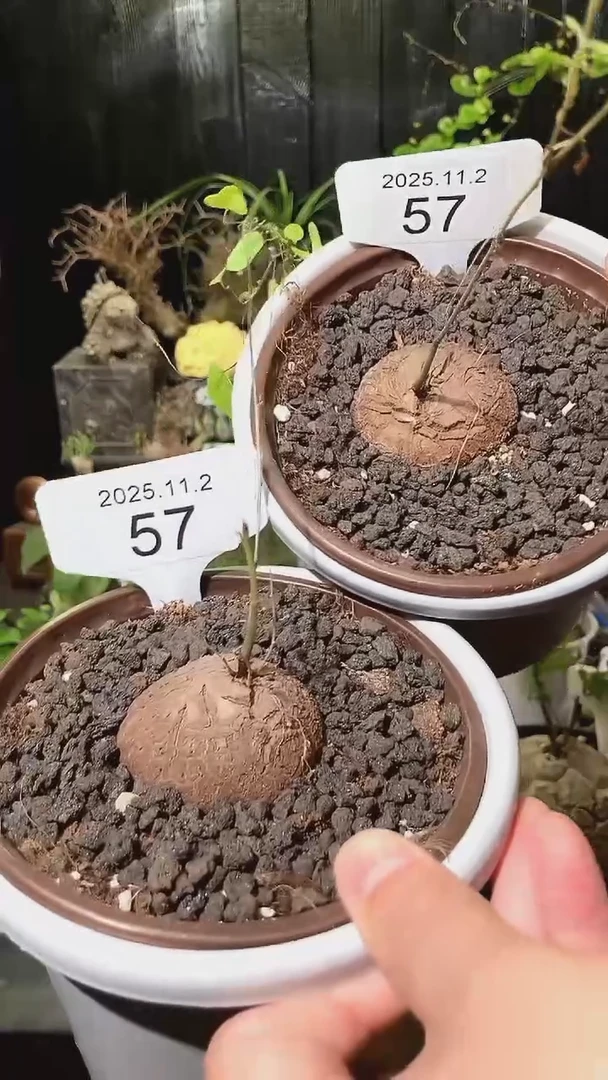 57号1102福利特价南非龟甲龙套餐