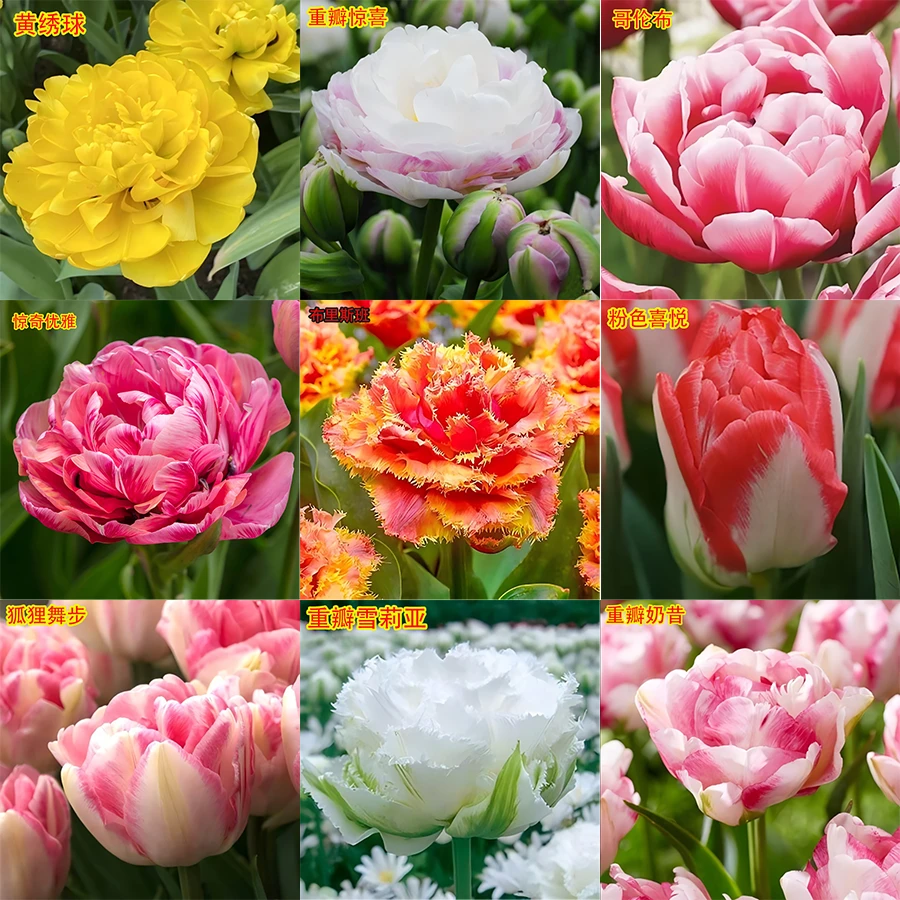 常温郁金香（自然球）种球需地栽发货秋季下霜后种植