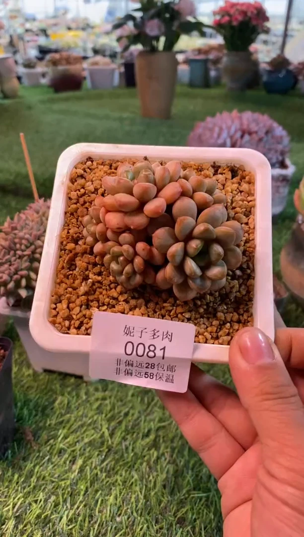 0081aa（满28包邮发货）