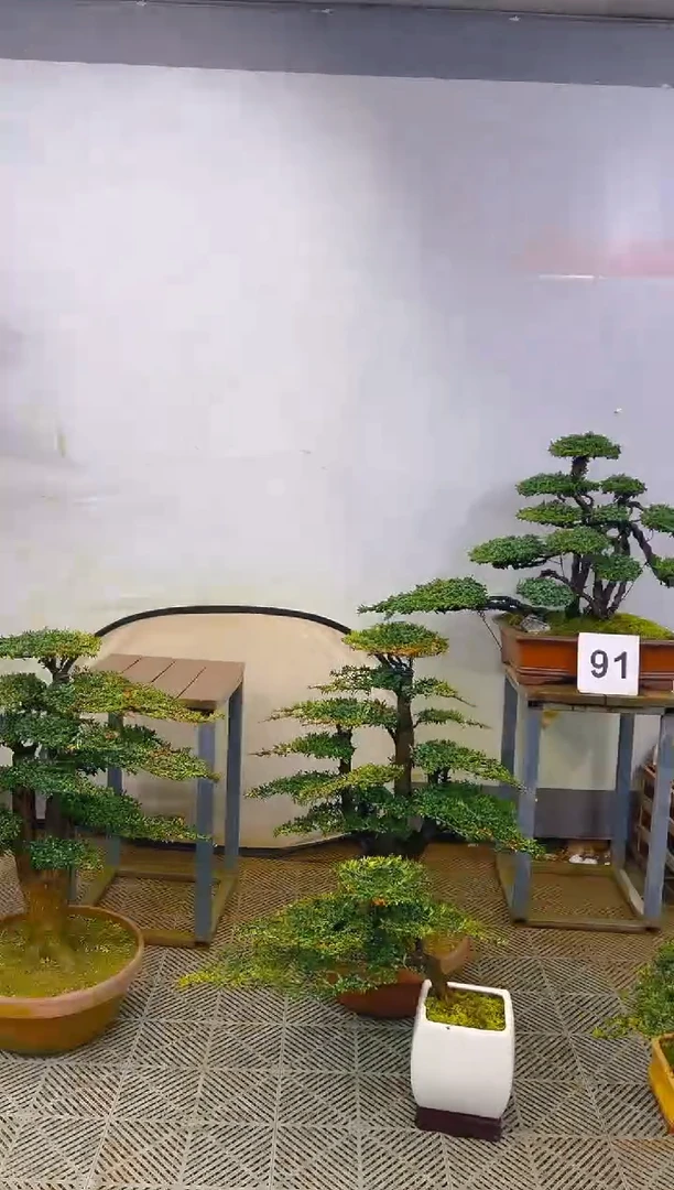 无花朵一物一拍一物一拍