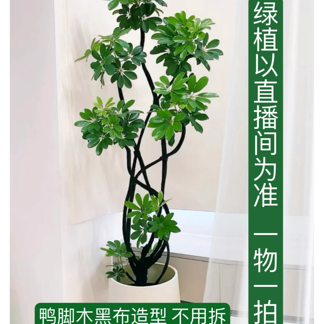 鸭脚木八方来财植物盆栽客厅大绿植室内花卉掌树苗发财树四季