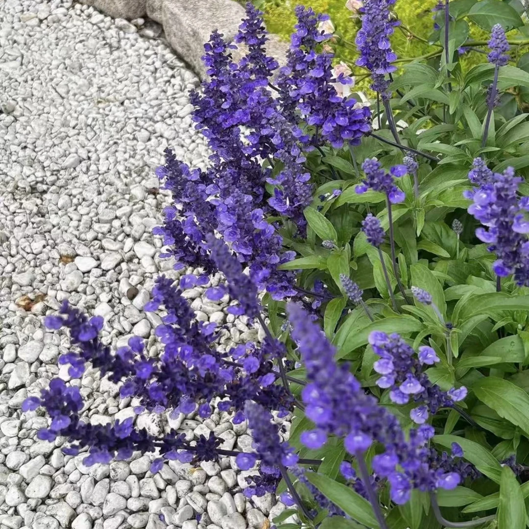 【萨利芳鼠尾草】110 口径盆 拍6发8 宿根多年生植物庭院花镜