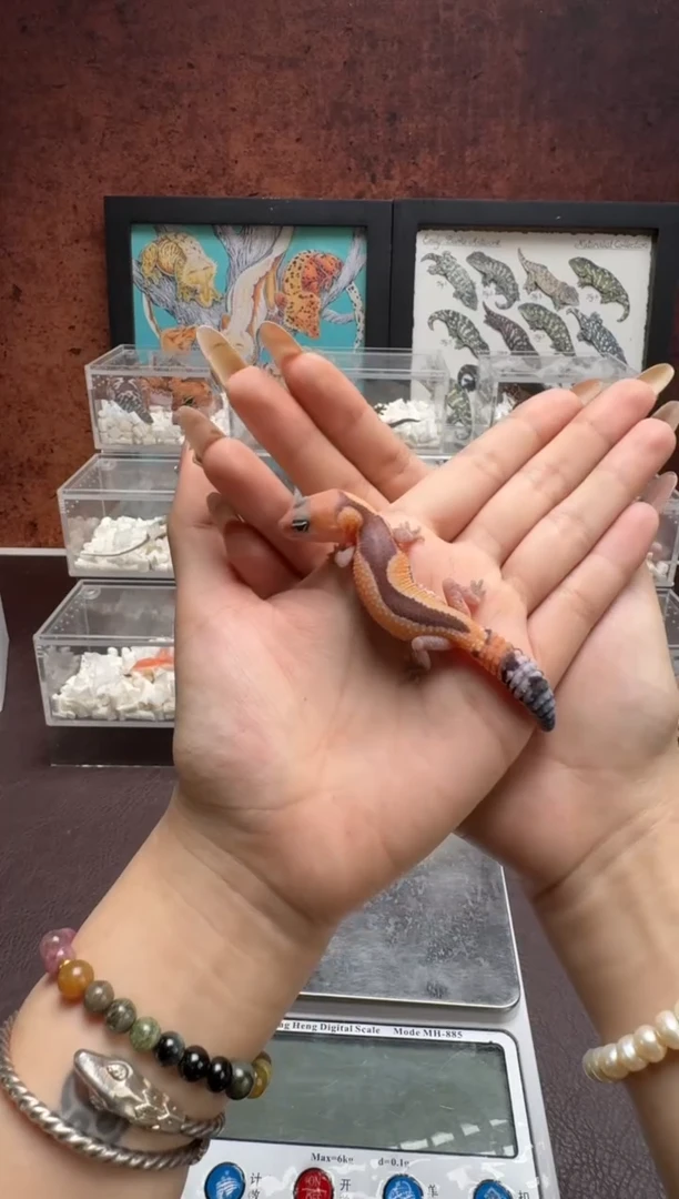 肥尾守宫鳞与尾 Scale Tail 爬宠F4