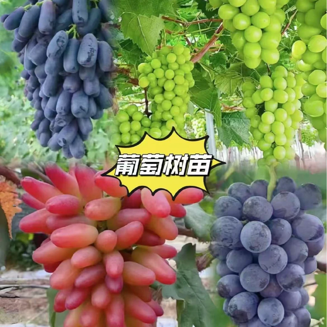 【精品 葡萄树苗】带叶带盆带土南北方种植盆栽地栽庭院