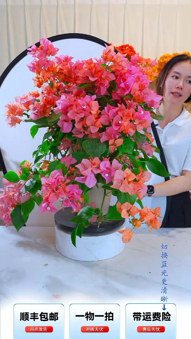 大部分开放少量花苞波伊斯玫瑰