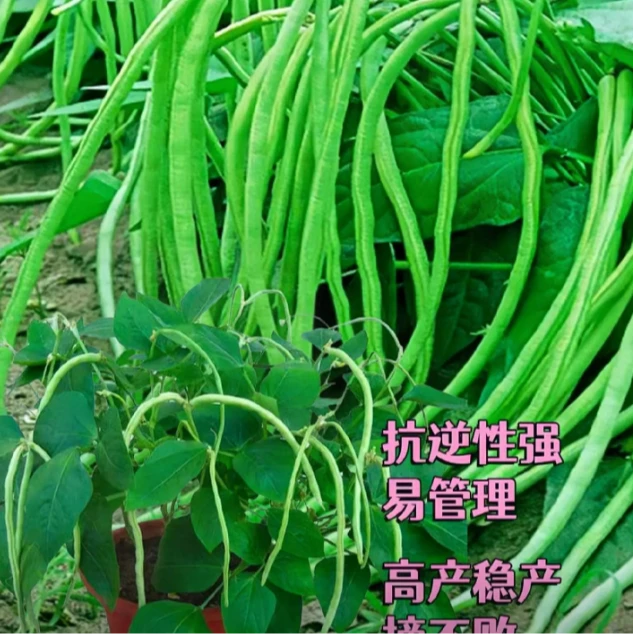 【全店满3包包邮】今年新种无架豆角易种易活蔬菜种子