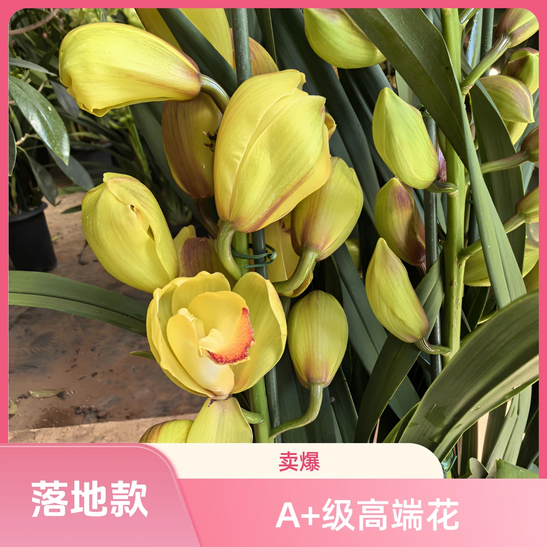 兰花-大花蕙兰（佛光）室内落地款